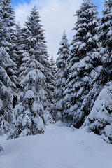 Fototapeta na wymiar Footpath in a winter forest on sunny day