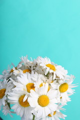 A bouquet of field daisies. On a light green background. Genus of perennial flowering plants of the Matricária family (Matricária).