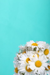 A bouquet of field daisies. On a light green background. Genus of perennial flowering plants of the Matricária family (Matricária).