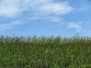 Grass, yellow flowers and sky