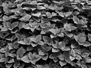 Ornamental plants in garden black and white style