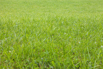close up over the grass from a green mountain pasture in Dolomites, Italy