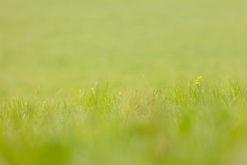 close up over the grass from a green mountain pasture in Dolomites, Italy