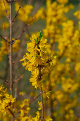 Beautiful yellow flowers on a tree in the park.
