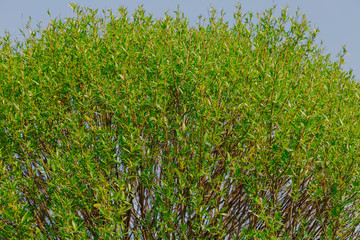 green leaves on a tree in the early morning against the sky.