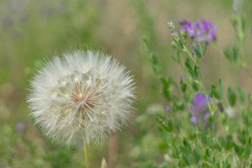 Naklejka premium Mature dandelion on a green background. Selective focus.