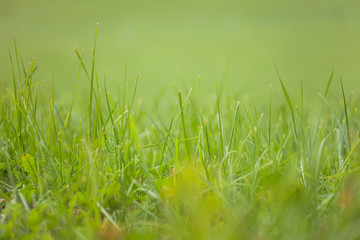 close up over the grass from a green mountain pasture in Dolomites, Italy
