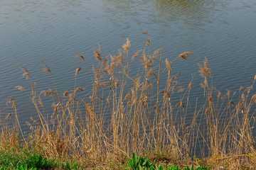 Garbage in the grass by the lake.