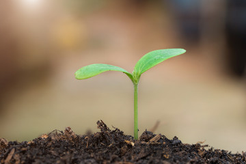 young sprout growing.