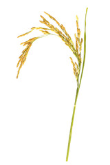organic spike rice Isolated on white Background. with clipping path.