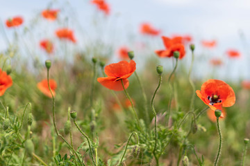 Obraz premium Flowers and buds of poppies growing wild in a field against a background of green grass. Selective focus.