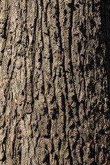wood texture