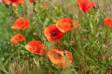 Flowers and buds of poppies growing wild in a field against a background of green grass. Selective focus.