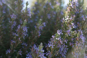rosemary plant in wild flower