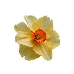 Fototapeta na wymiar Big single flower of the varietal Narcissus (Daffodil or Jonquil). Close-up view, isolated, white background