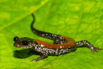 Yonahlossee Salamander (Plethodon yonahlossee)
