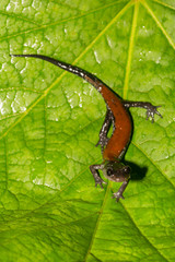 Yonahlossee Salamander (Plethodon yonahlossee)