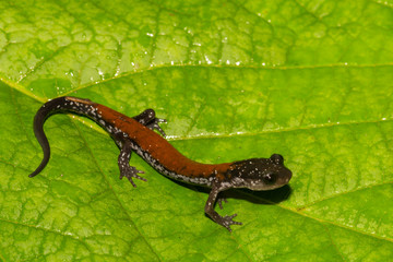 Yonahlossee Salamander (Plethodon yonahlossee)