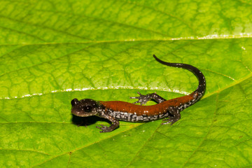 Yonahlossee Salamander (Plethodon yonahlossee)