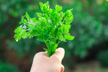 Close-up photo of woman hand holding bunch of green parsley and celery outdoors grown in own garden.