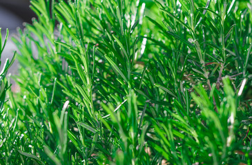 Close-up photo of fresh rosemary herb green leaves growing in garden outdoors.