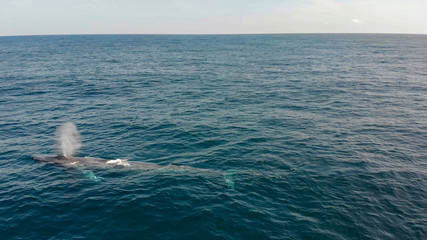 Blue Whale Drone