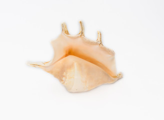 Beautiful big sea shell shot on white.