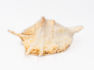 Beautiful big sea shell shot on white.