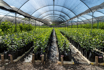 Vivero de plantas cubierto por malla raschel