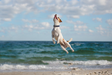 Jumping dog on sea shore