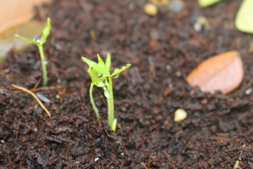 Sprouts freshly grown on soil