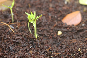 Sprouts freshly grown on soil