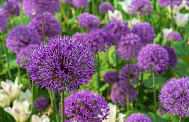 Giant Onion (Allium Giganteum) blooming. Field of Allium / ornamental onion. Few balls of blossoming Allium flowers.