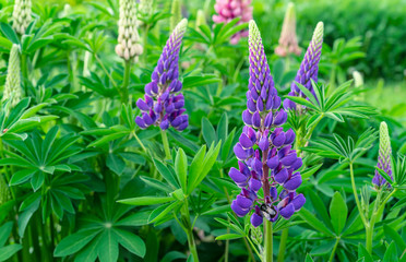 Blooming lupine flower. Purple lupine flower. Field lupine.