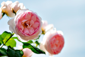 Pink roses in full blooming at Ayabe rose garden in Japan