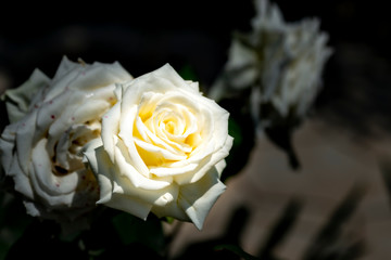 Fototapeta premium White roses in full blooming at Ayabe garden in Japan