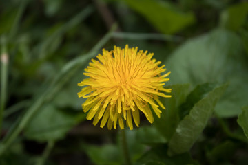 dandelion in the grass
