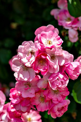 Pink roses in full blooming at Ayabe rose garden in Japan