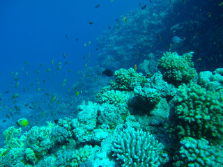 Plakat coral reef with tropical fish