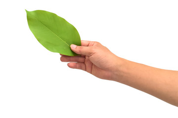 Hand hold green leaf isolated on white background. with clipping path.