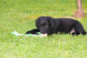 Lying Black Dog Portrait - Labrador hybrid and retriever.Black ten week old puppy Labrador lying on green grass.Black ten week old puppy Labrador lying on green grass.