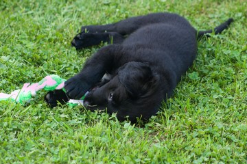 Lying Black Dog Portrait - Labrador hybrid and retriever.Black ten week old puppy Labrador lying on green grass.Black ten week old puppy Labrador lying on green grass.