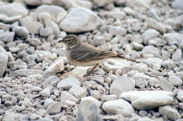 The Sparrow on the pebble