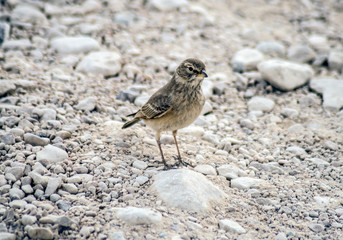 The Sparrow