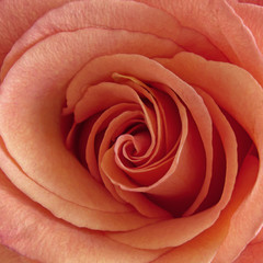 Salmon pink rose close-up photo