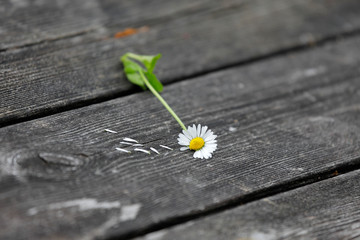 Liebesorakel Gänseblümchen Pflanze (Bellis perennis) mit abgezählten Blütenblättern. © Oda Hoppe