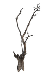 Dead tree isolated on white background, with clipping path.