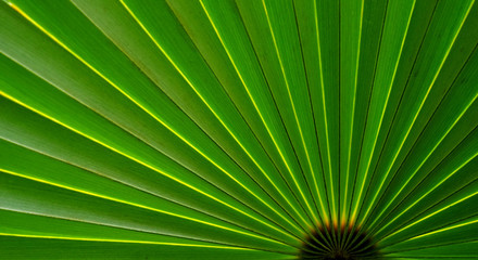 Obraz premium green palm leaf with line