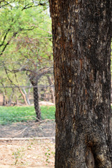 Fototapeta premium Wood Texture 10