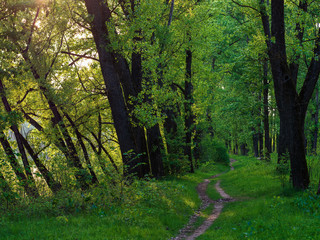 Fototapeta premium Path in the green summer forest in the evening